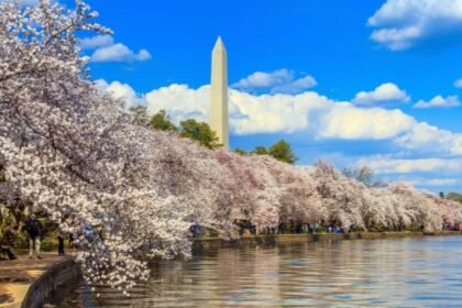 The beauty of "Cherry Blossom Trees Washington DC