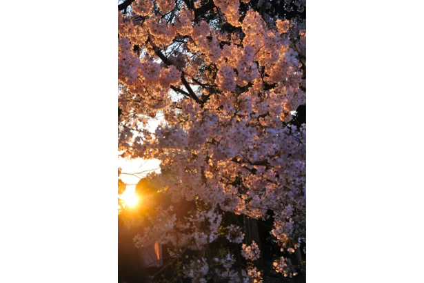 The beauty of "Cherry Blossom Trees Washington DC
